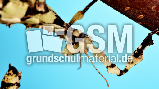 Australische Gespenstschrecke (13).jpg